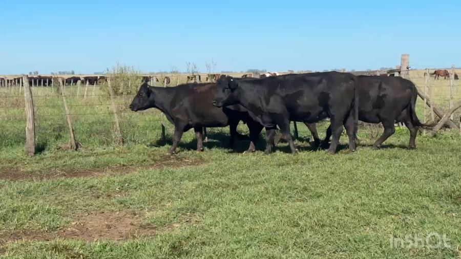 Lote 100 Vacas medio uso C/ gtia de preñez