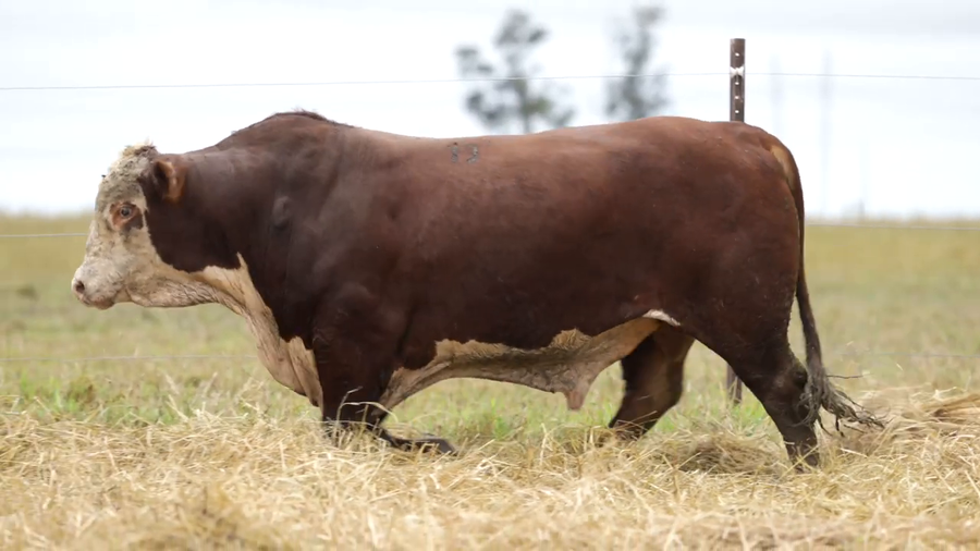 Lote Toros
