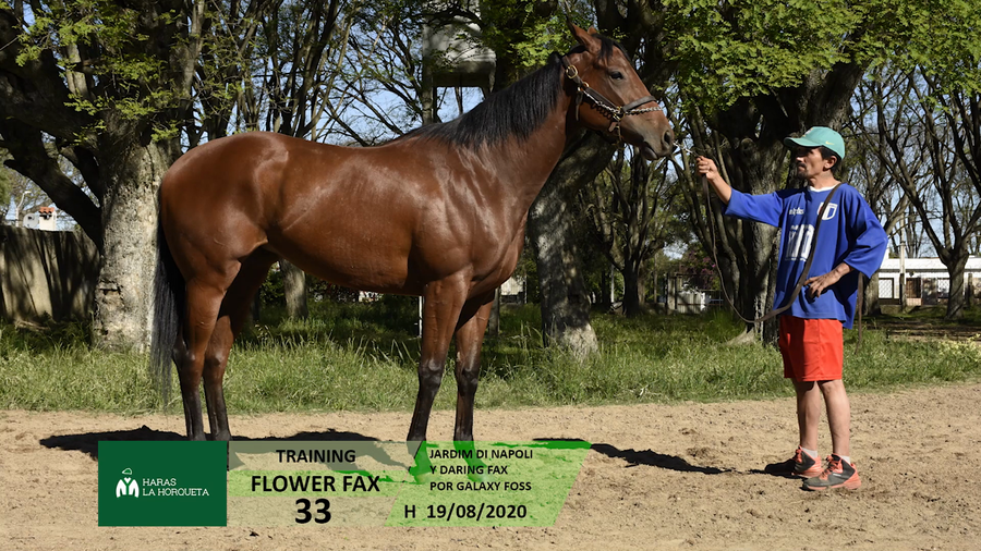Lote FLOWER FAX