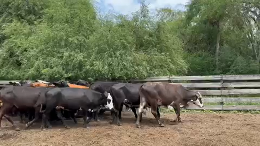 Lote 35 Vaquillonas preñadas en Pto. Eva Perón, Chaco