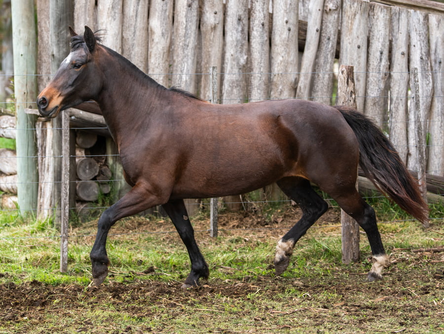 Lote Medianoche Chalana