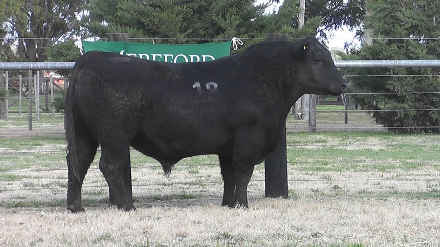 Lote TOROS ANGUS PC