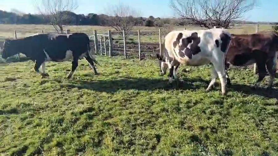 Lote 3 Vaquillonas  a remate en Pantalla Aniversario - Escritorio Camy, San José