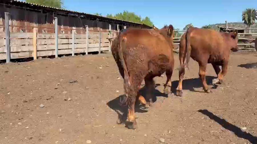 Lote 22 Novillo Engorda en Melipilla, Región Metropolitana