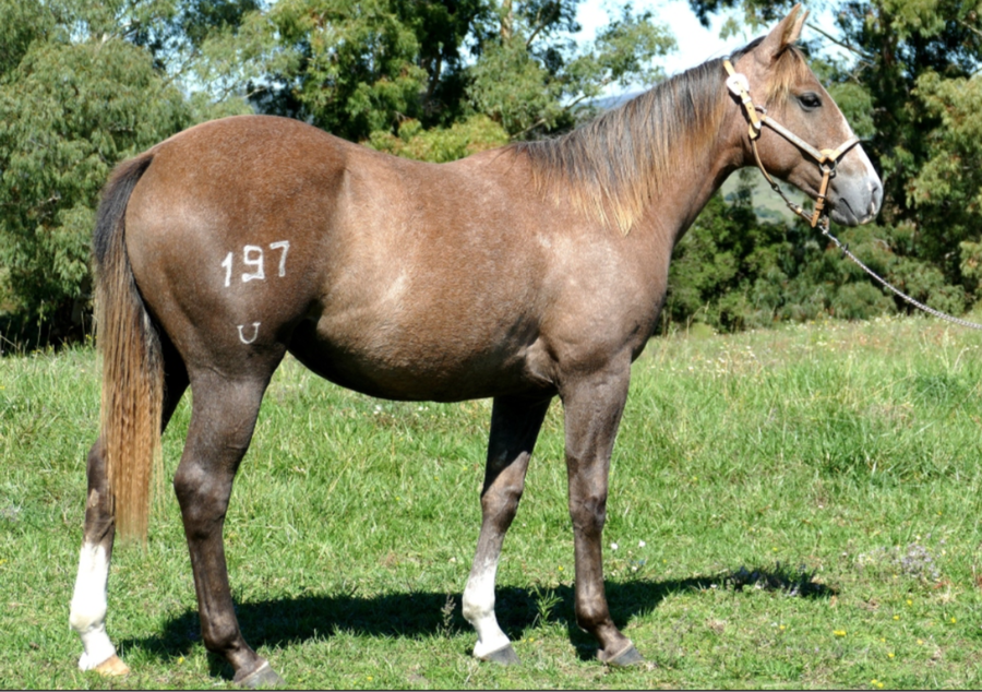 Lote VDA RANCHERA DEL CIELO