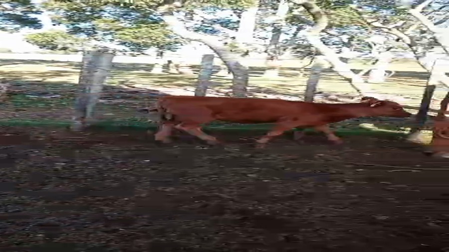 Lote 12 Piezas de cría