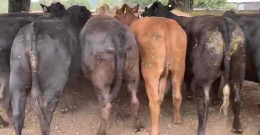 Lote 26 Vaquilla Gorda en Puerto Octay, X Región Los Lagos