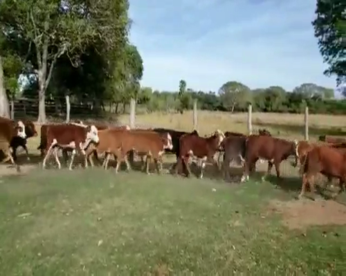 Lote 98 Terneros en La Leonesa, Chaco