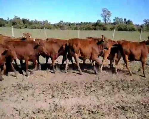 Lote 75 Terneras en El Colorado, Formosa
