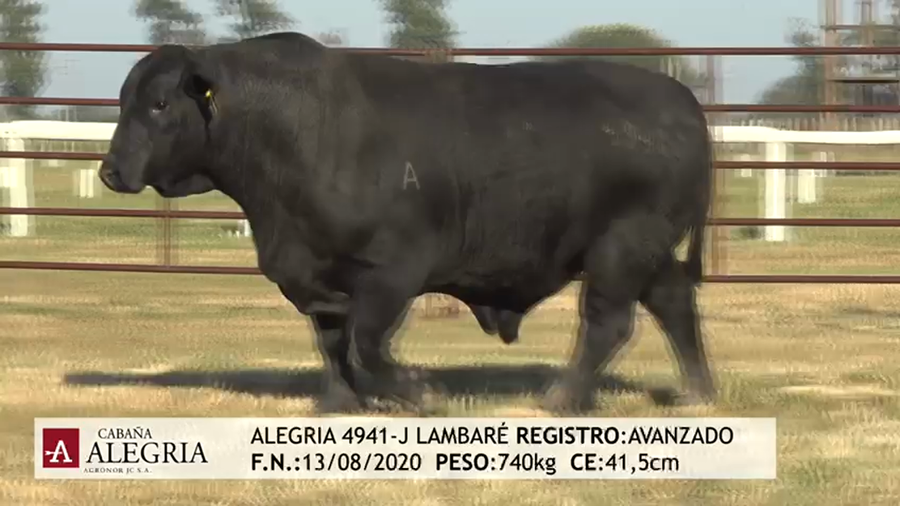 Lote TORO BRANGUS