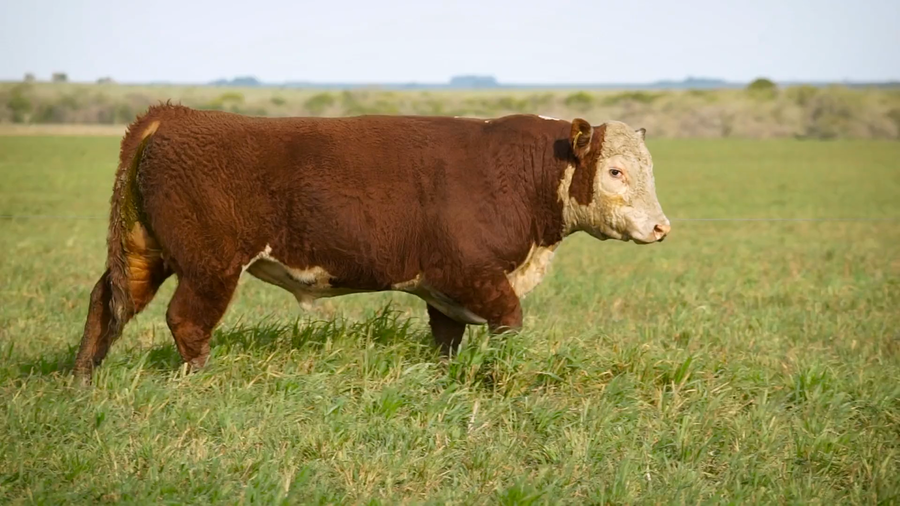 Lote TOROS SANTA MARIA DE ARAPEY