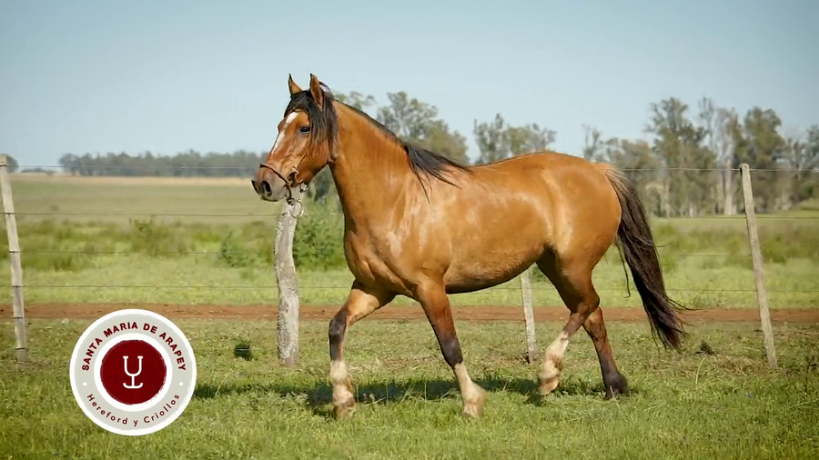 Lote DEL SILENCIO TOPADORA