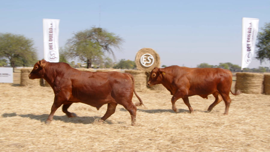 Lote TOROS
