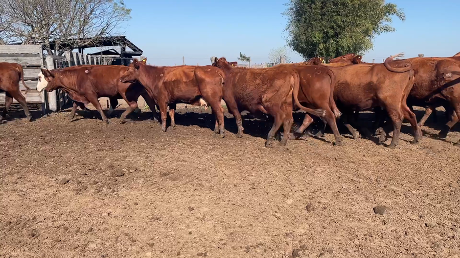 Lote 33 Vacas de invernar en Corrientes, Chavarría