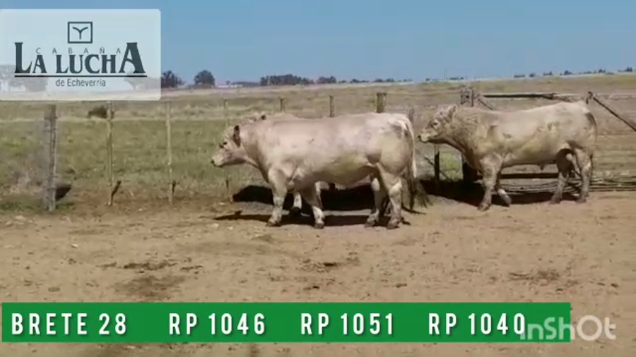 Lote TOROS CHAROLAIS PI