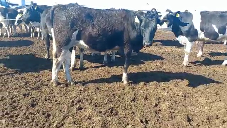 Lote Agroindustria Montechiari