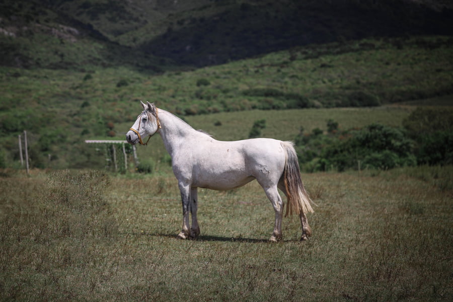 Lote AC/SM Gaby Buena Amiga
