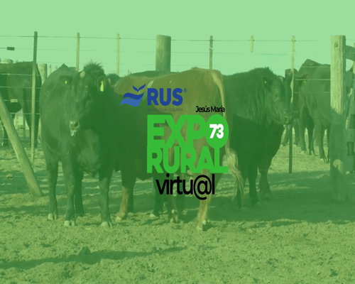 Lote TOROS PUROS CONTROLADOS ANGUS