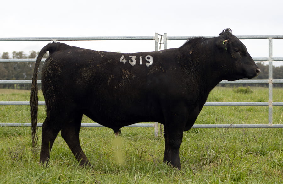 Lote ABERDEEN ANGUS SA - Angus NEGROS