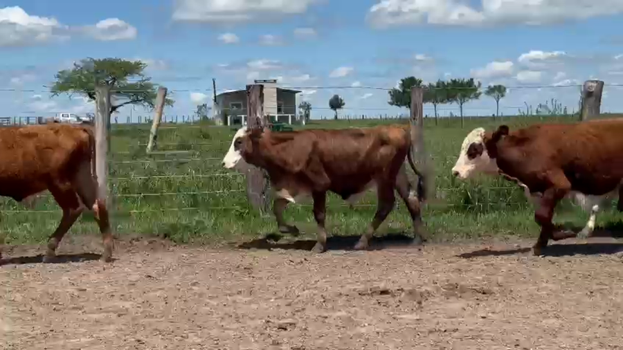 Lote 70 Terneros