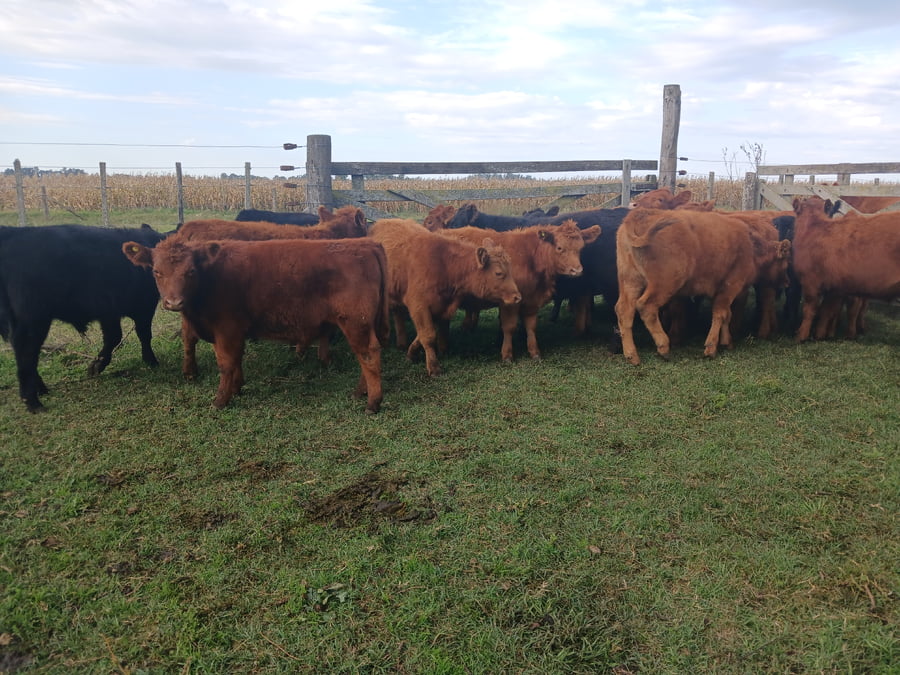 Lote 20 Terneros en Rauch