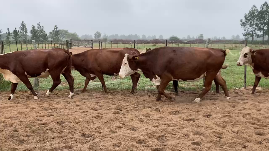 Lote 34 Vacas de invernar en Corrientes, Chavarría