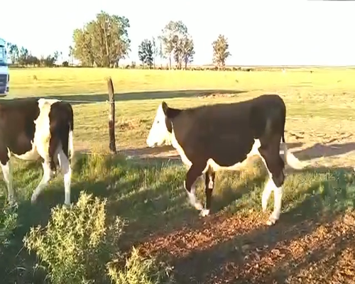 Lote 9 Terneros/as en Viamonte, Córdoba