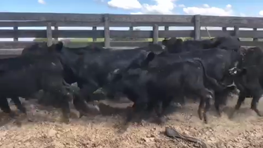 Lote 110 Terneros en Formosa, Formosa