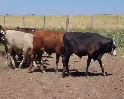 Lote 100 Terneros en Darregueira, Buenos Aires