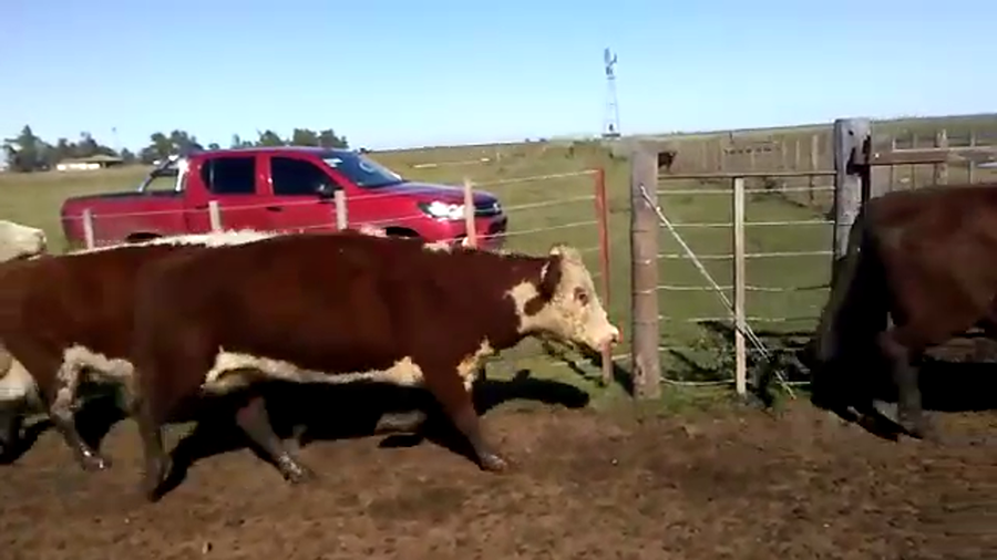 Lote 34 Vacas usadas preñadas en Daireaux, Buenos Aires