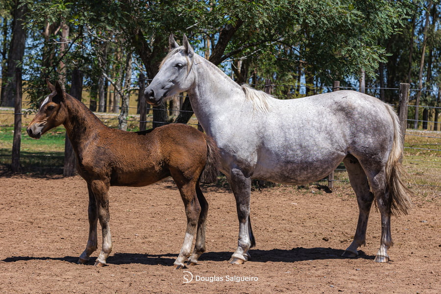Lote LINDA NOCHE DE LA COLINA