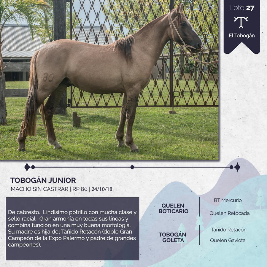 Lote TOBOGAN JUNIOR