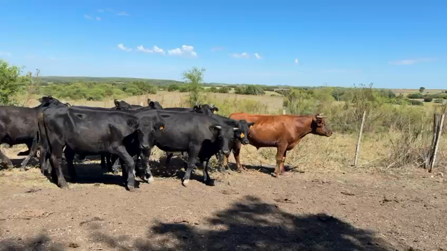 Lote NOVILLOS 1 a 2 AÑOS