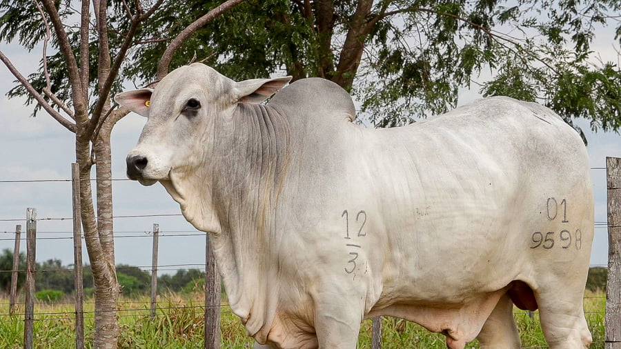 Lote LOTE 22