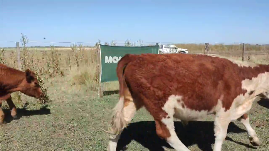 Lote 53 Novillitos en Laprida