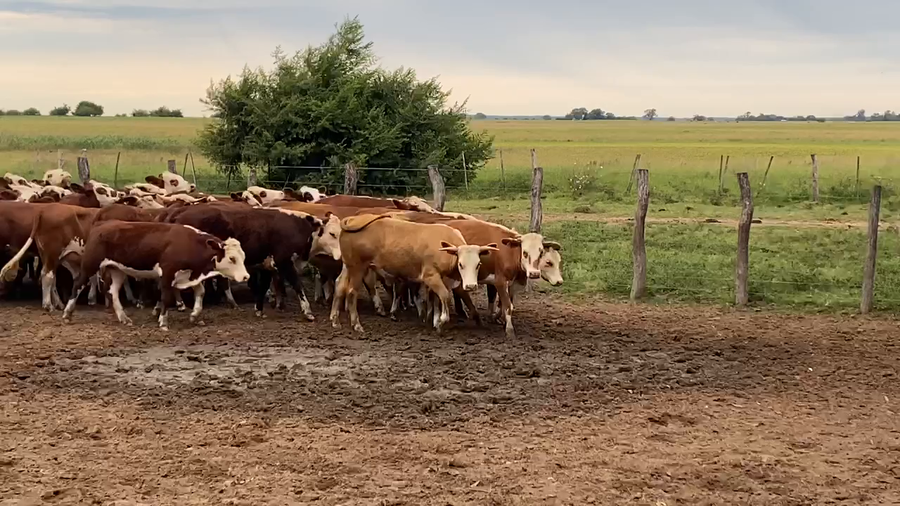 Lote 33 Novillitos en Esquina, Corrientes