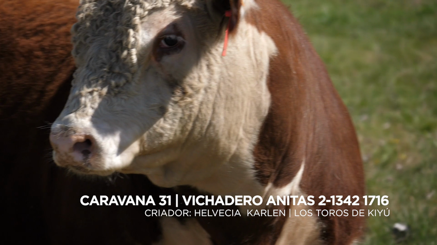 Lote VICHADERO ANITAS 2-1342 1716