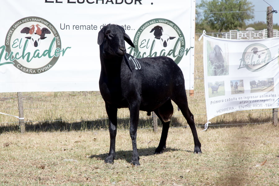 Lote OVINO STA. INES MACHO PPC