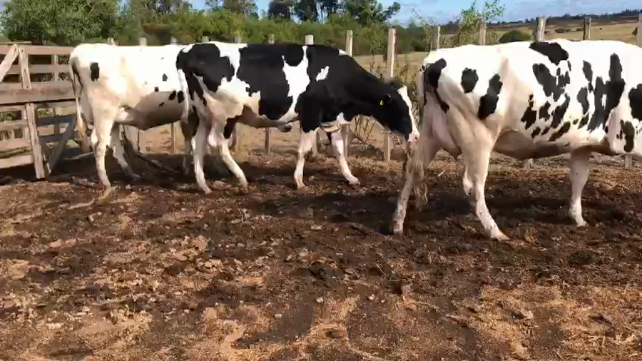 Lote 3 Vaquillonas  Holando a remate en Pantalla Camy 500kg - , San José