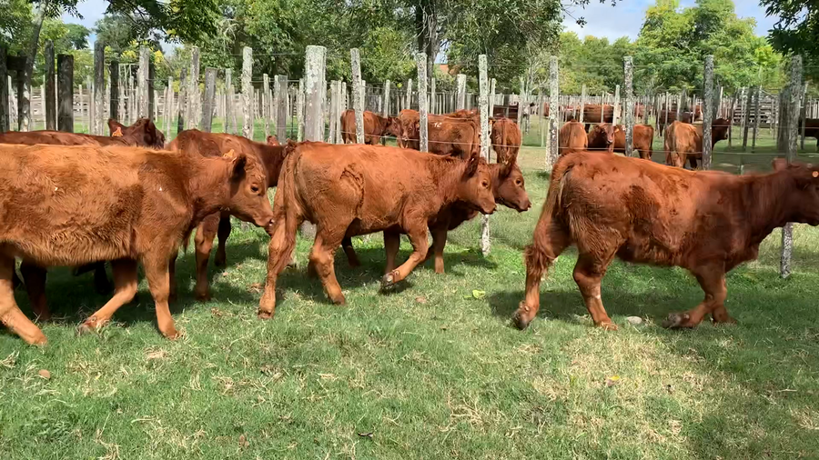 Lote 11 Terneras