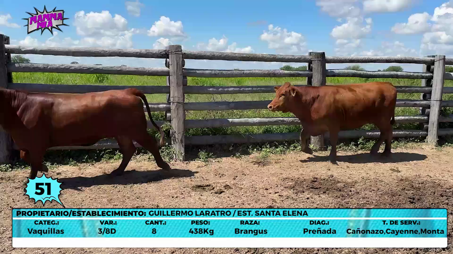 Lote LOTE 51- EN VIVO