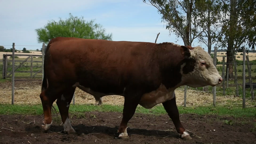 Lote "Los Piquillines" ,RP 259