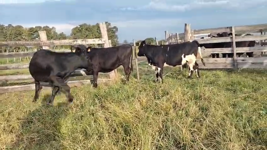 Lote 3 Vaquillonas  a remate en Pantalla Camy en Pavon