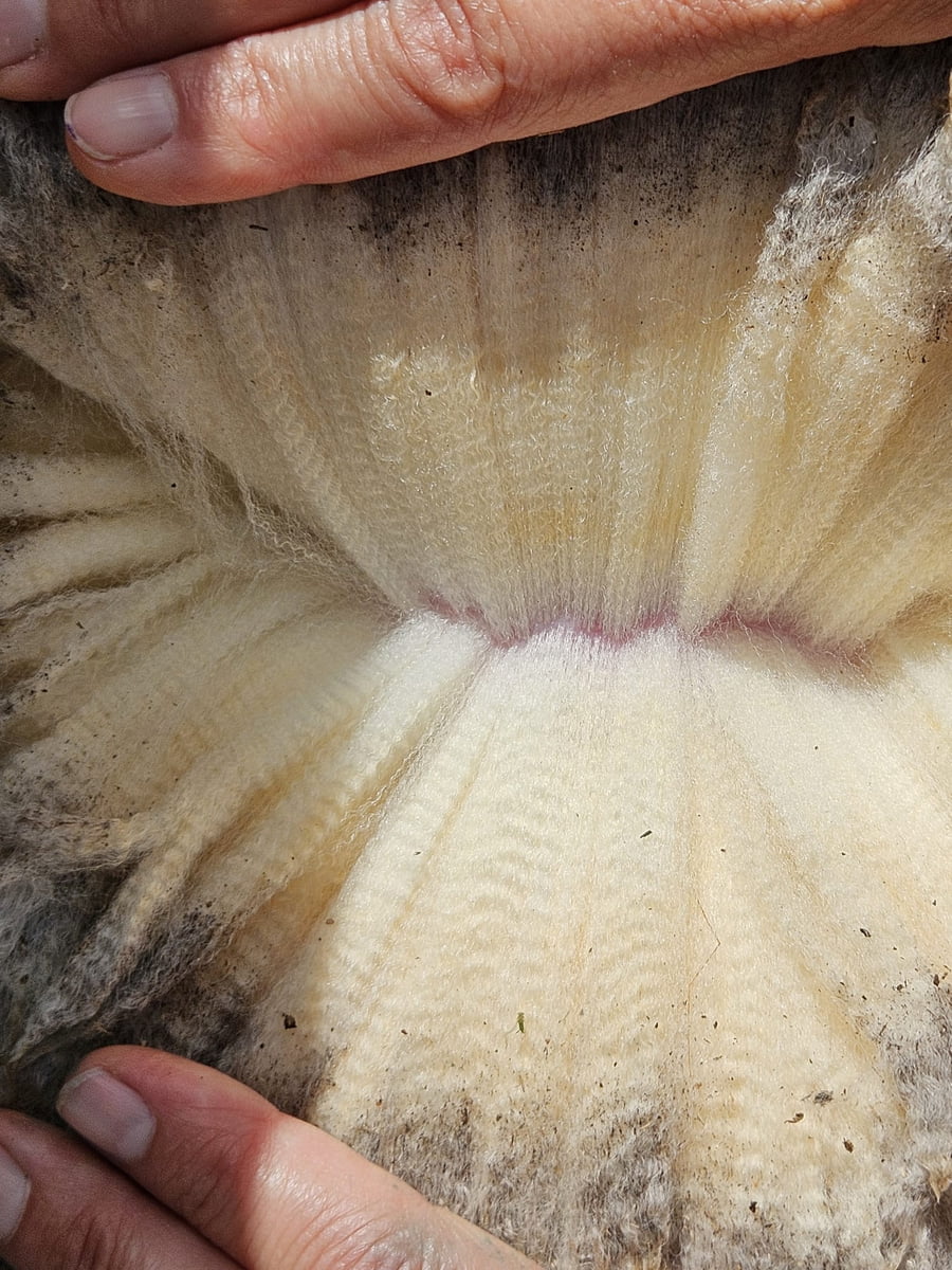 Lote (Vendido)Carneros a remate en Subasta Online - Nambi Guasu, Lavalleja