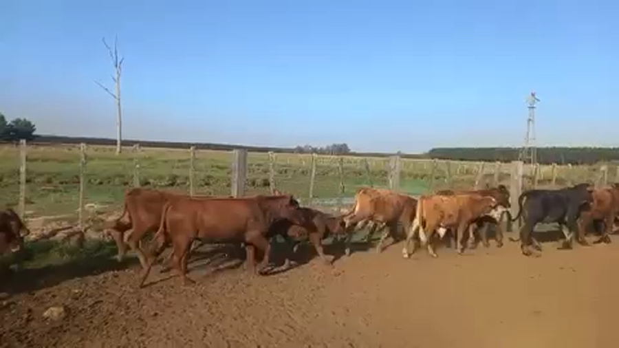 Lote 100 Terneros en Virasoro, Corrientes