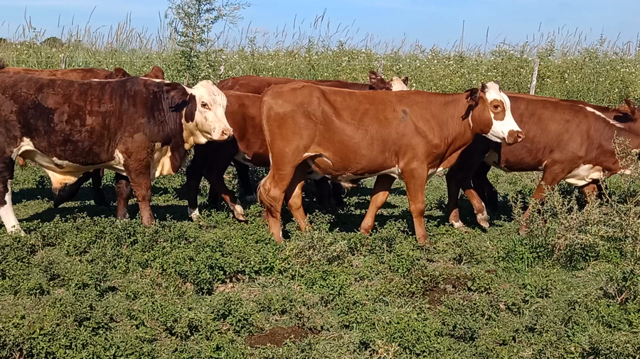 Lote 31 Terneros/as en Corrientes, Curuzu Cuatia