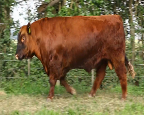 Lote TOROS PURO DE PEDRIGREE