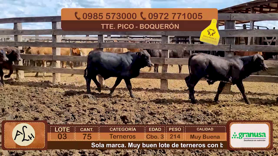 Lote 75 Terneros CBO 3 Híbridos (tipo Brangus). Negros a remate en FERIA ESPECIAL DE TERNEROS CBO. 3 - AGROGANADERA LA HUELLA 214kg - , Boquerón
