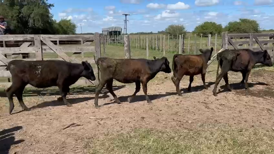 Lote 32 Terneras