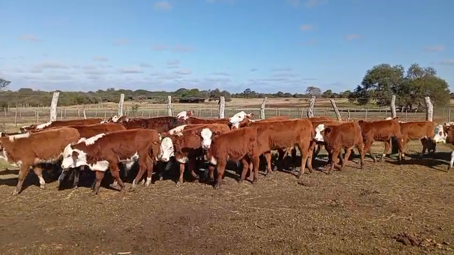 Lote 85 Terneros en Corrientes, Sauce